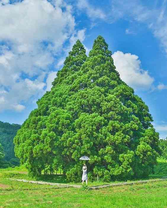 どこか切ない夏の画像を貼っていくトピpart4