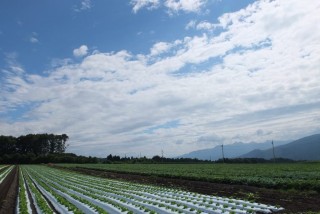 どこか切ない夏の画像を貼っていくトピpart4