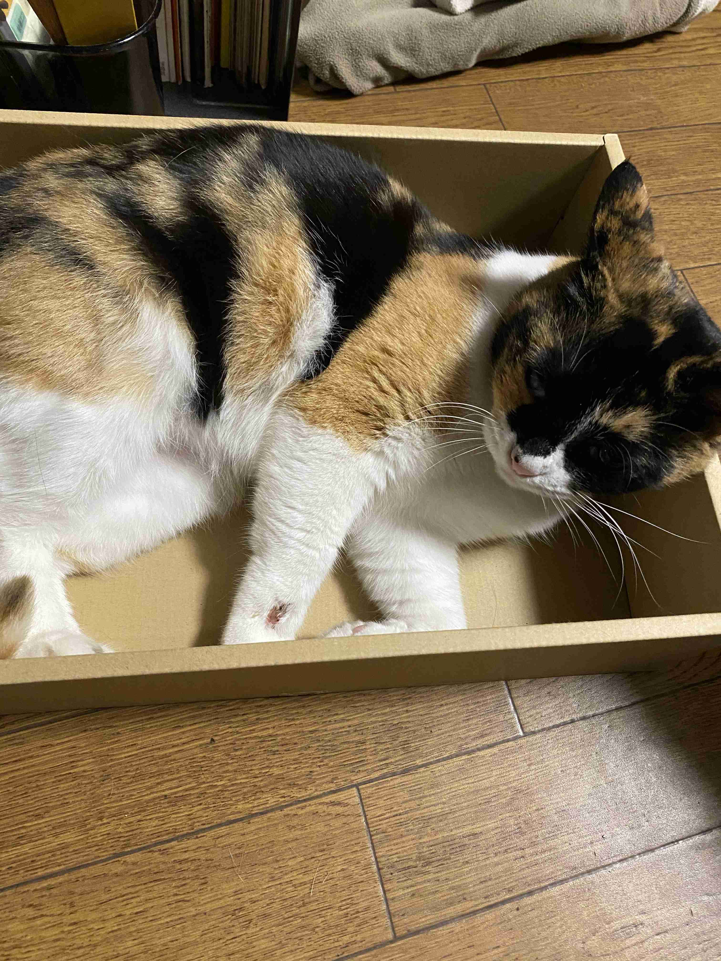 【コロナ疲れ】今の自分の心の支えになってる人や物【自粛】