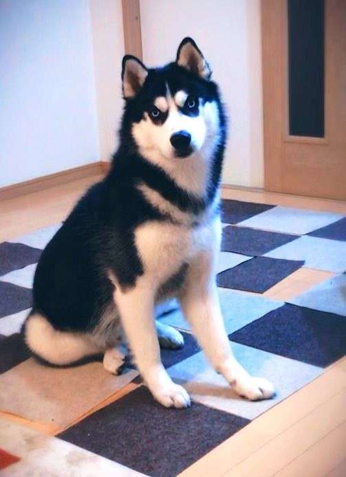 「動物のお医者さん」を語ろう