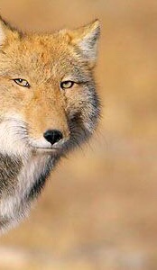 子グマがふらふら高速道路へ　頭にはポリタンクすっぽり