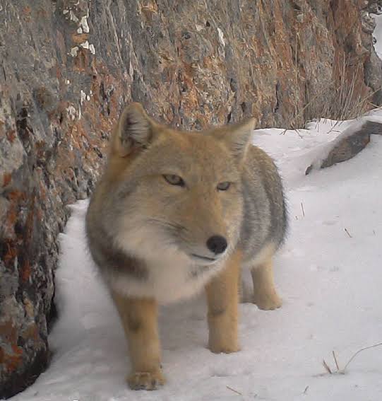 子グマがふらふら高速道路へ　頭にはポリタンクすっぽり