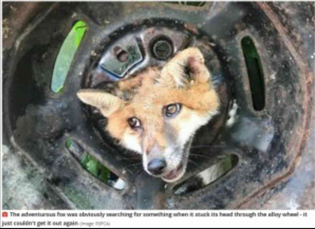 子グマがふらふら高速道路へ　頭にはポリタンクすっぽり