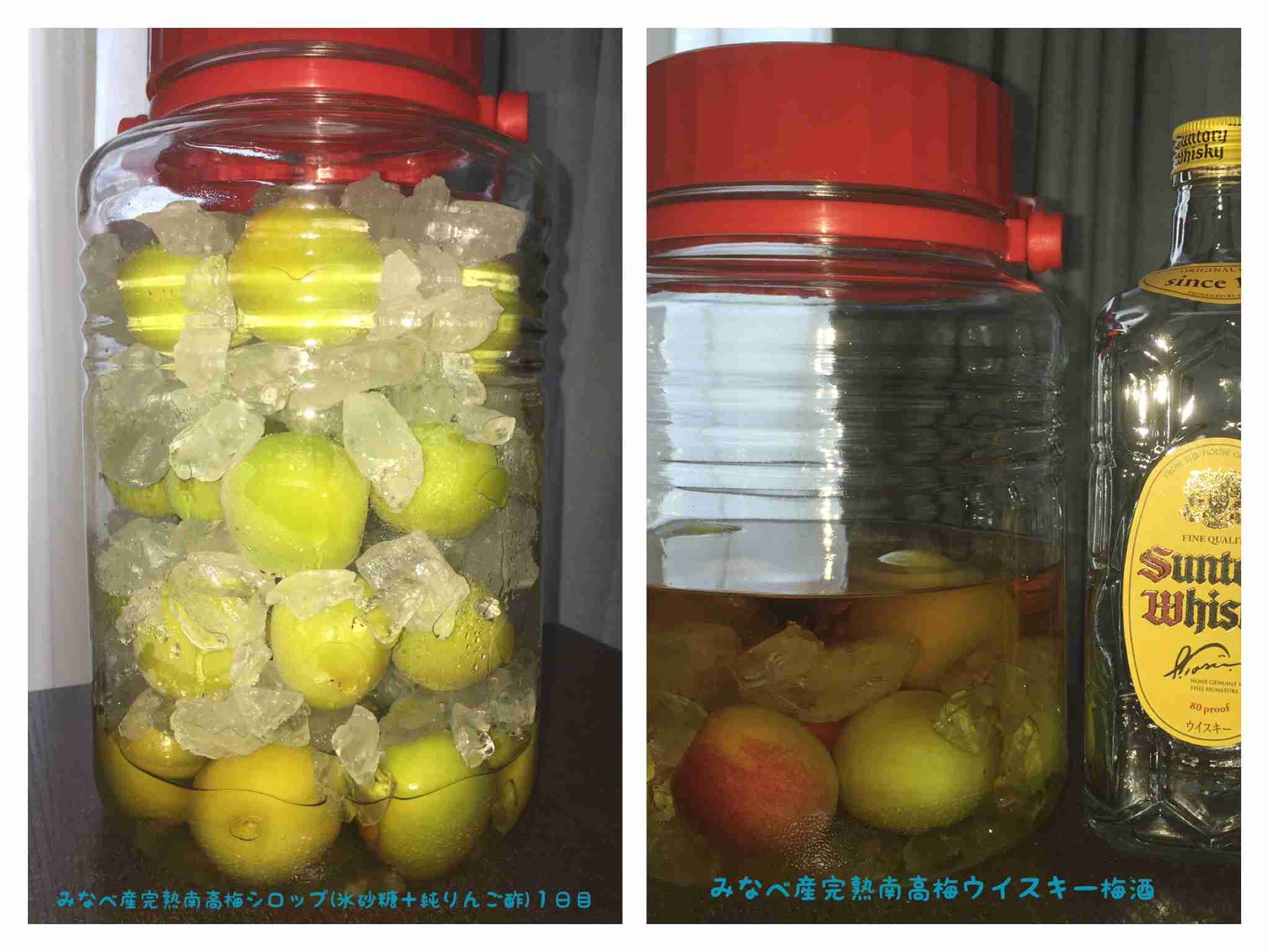 梅シロップor梅酒漬けた人！