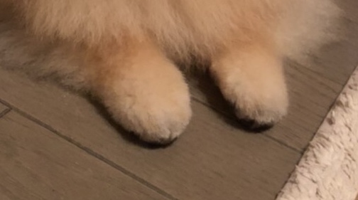 (身バレしない程度に)お宅のわんちゃん見せてください!Part2