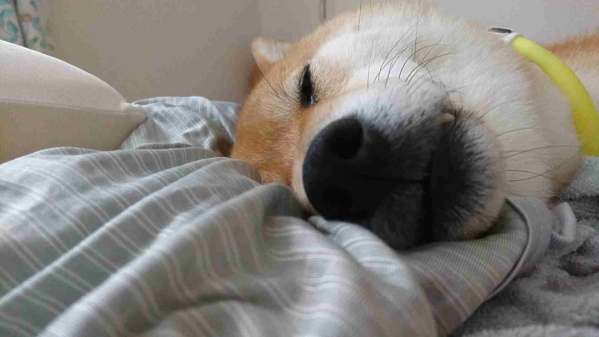 (身バレしない程度に)お宅のわんちゃん見せてください!Part2