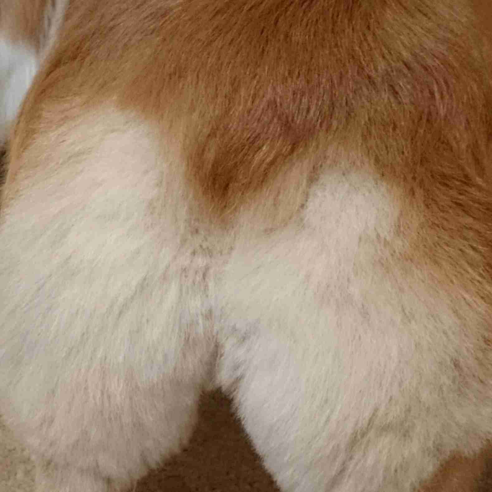 (身バレしない程度に)お宅のわんちゃん見せてください!Part2