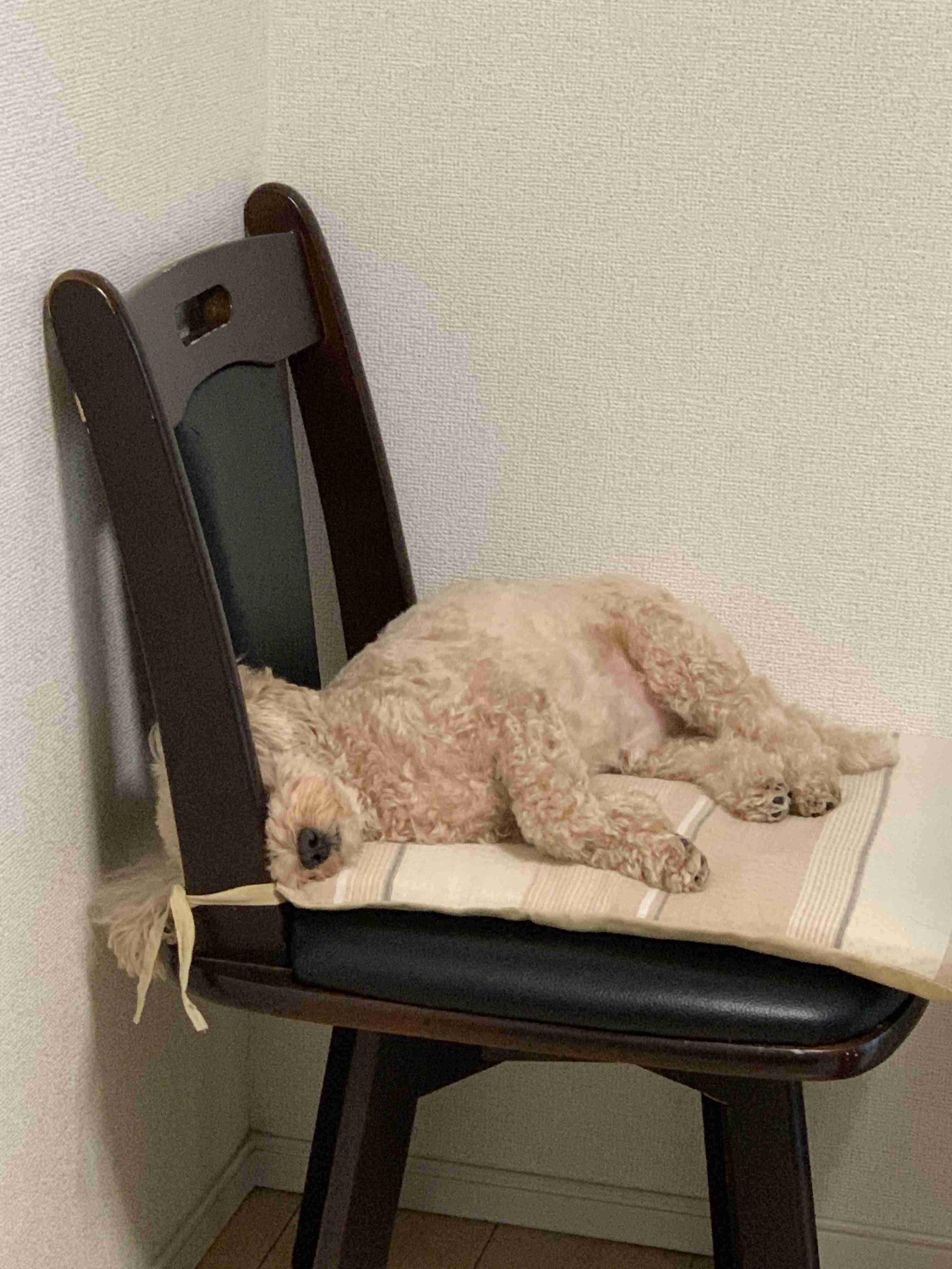 (身バレしない程度に)お宅のわんちゃん見せてください!Part2
