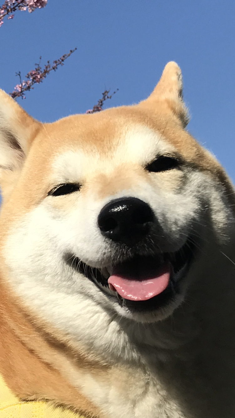 (身バレしない程度に)お宅のわんちゃん見せてください!Part2