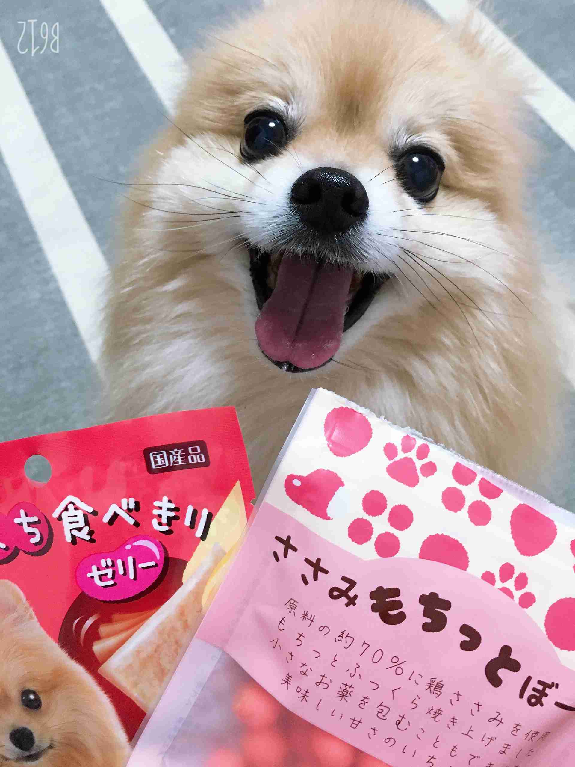 (身バレしない程度に)お宅のわんちゃん見せてください!Part2