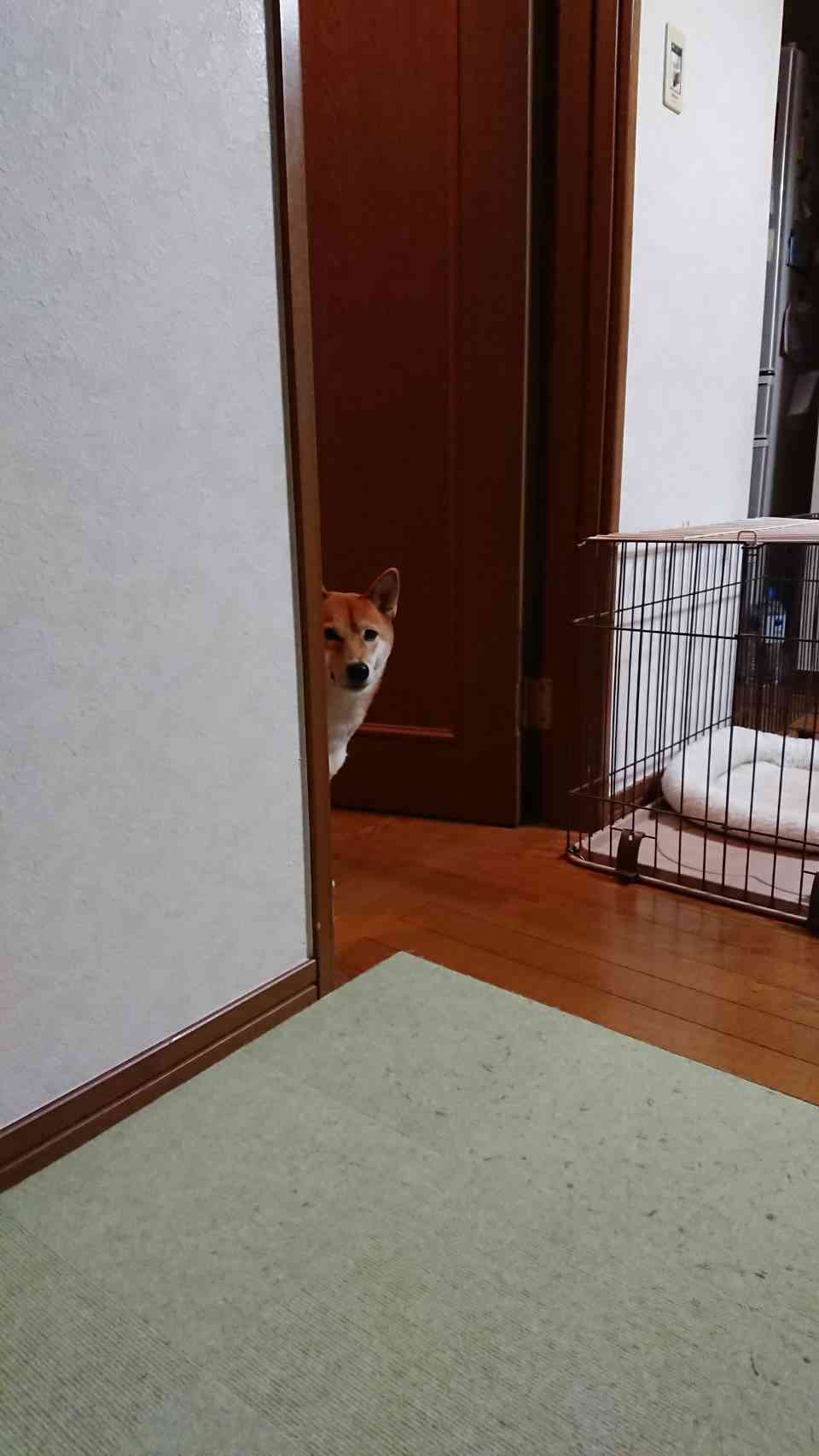 (身バレしない程度に)お宅のわんちゃん見せてください!Part2