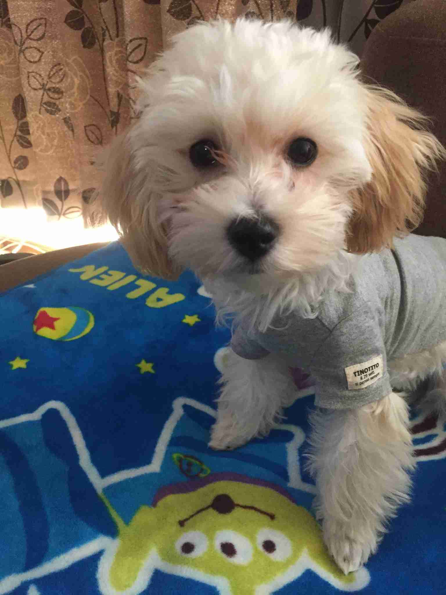 (身バレしない程度に)お宅のわんちゃん見せてください!Part2