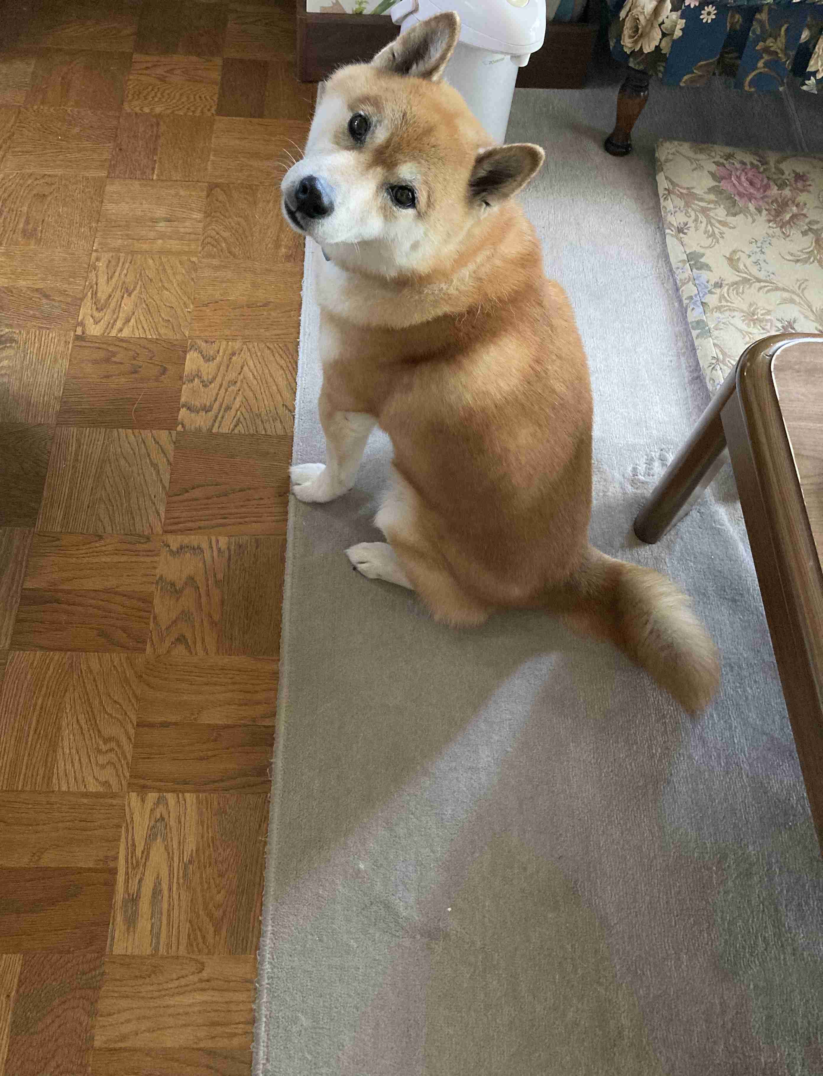 (身バレしない程度に)お宅のわんちゃん見せてください!Part2