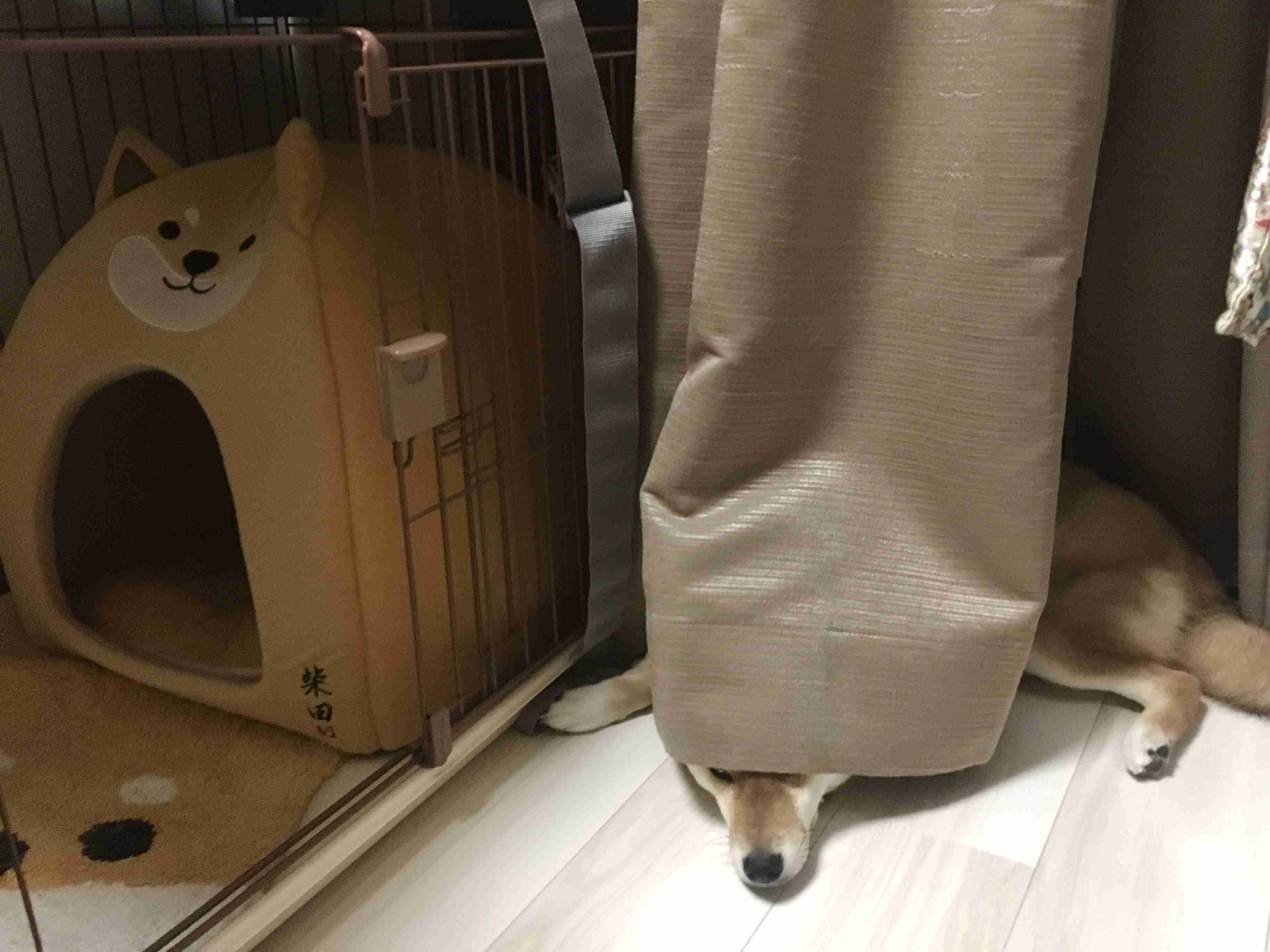 (身バレしない程度に)お宅のわんちゃん見せてください!Part2