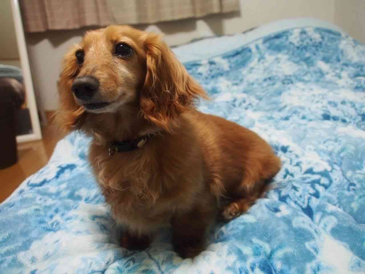 (身バレしない程度に)お宅のわんちゃん見せてください!Part2