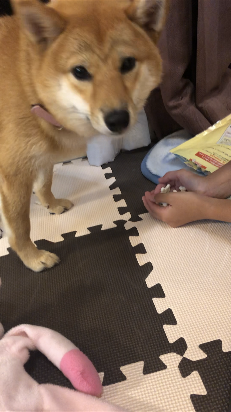 (身バレしない程度に)お宅のわんちゃん見せてください!Part2