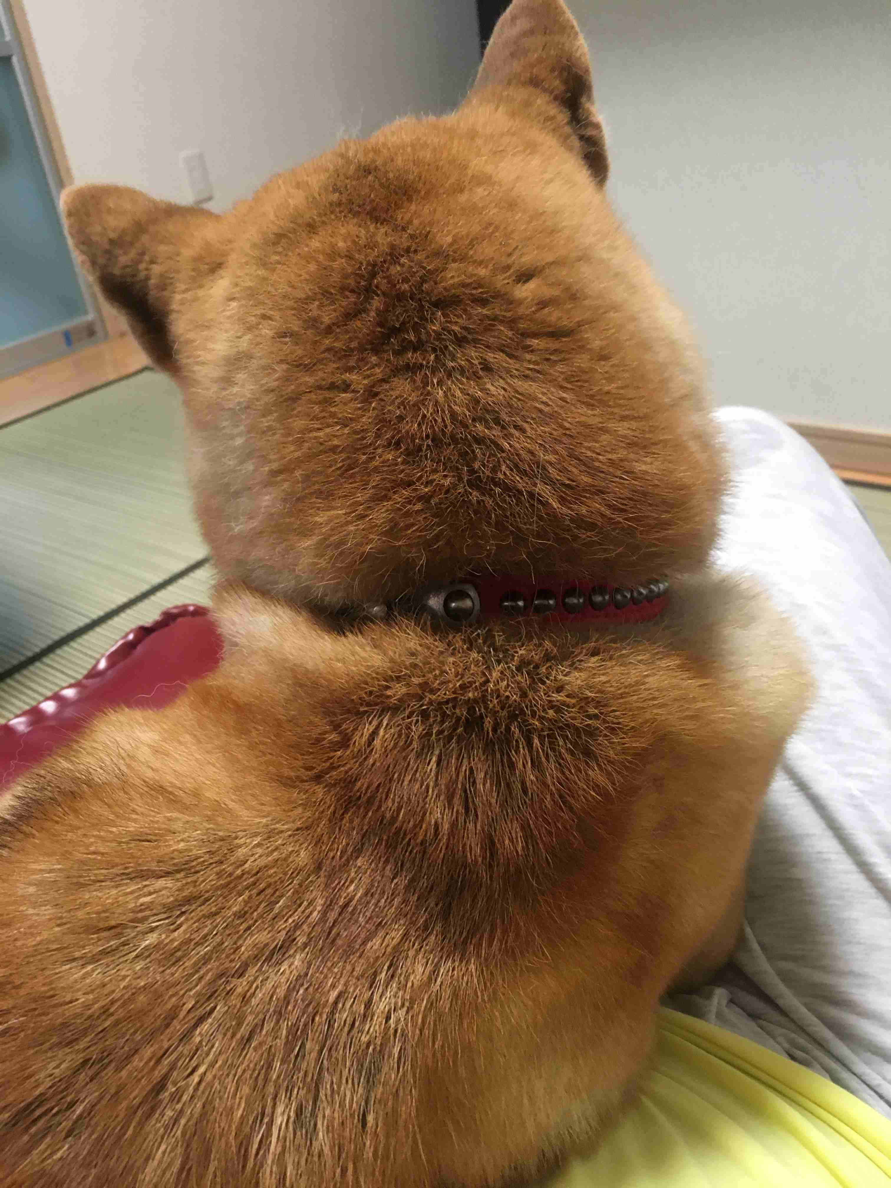(身バレしない程度に)お宅のわんちゃん見せてください!Part2