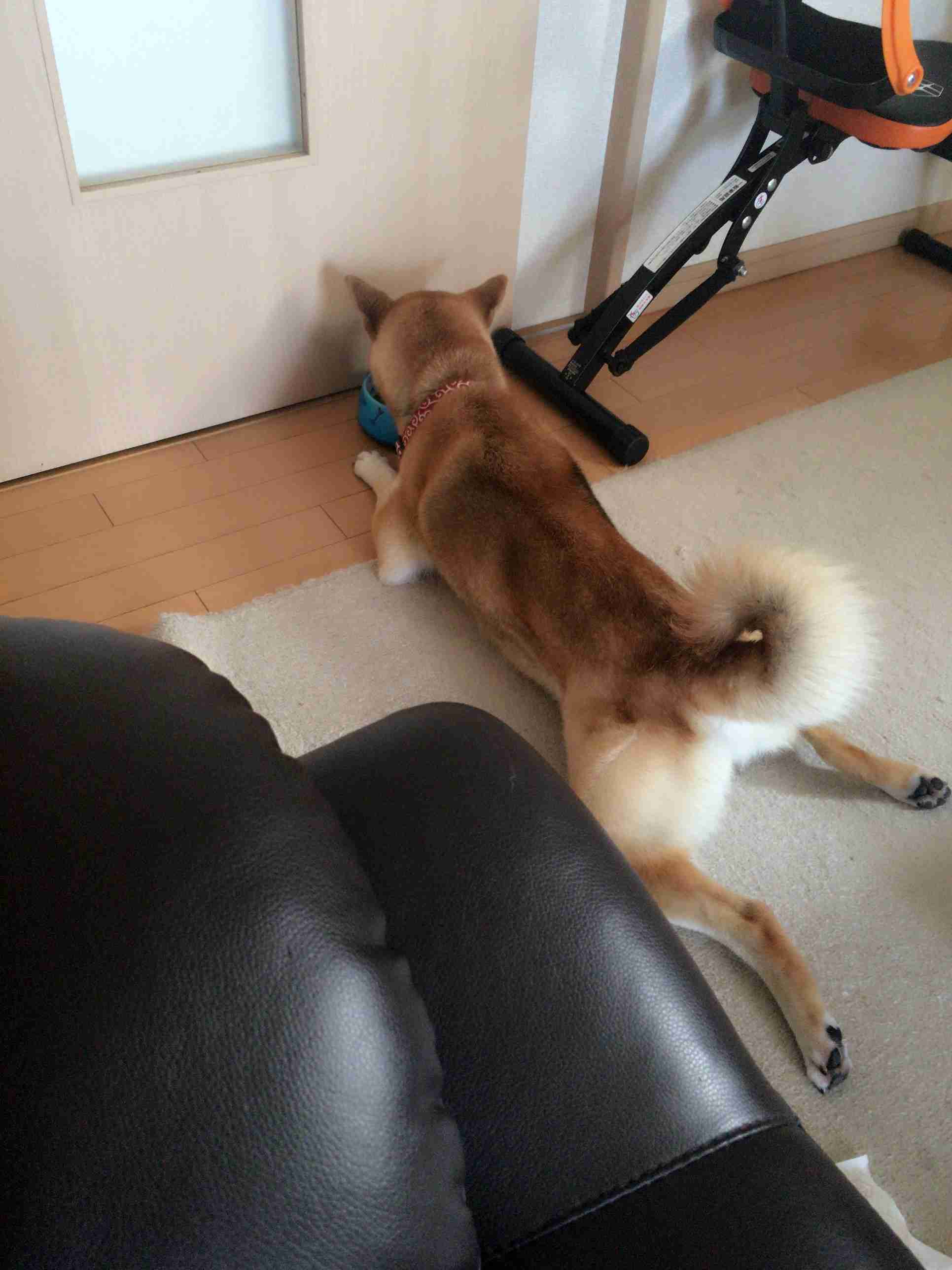 (身バレしない程度に)お宅のわんちゃん見せてください!Part2