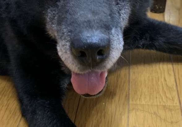 (身バレしない程度に)お宅のわんちゃん見せてください!Part2