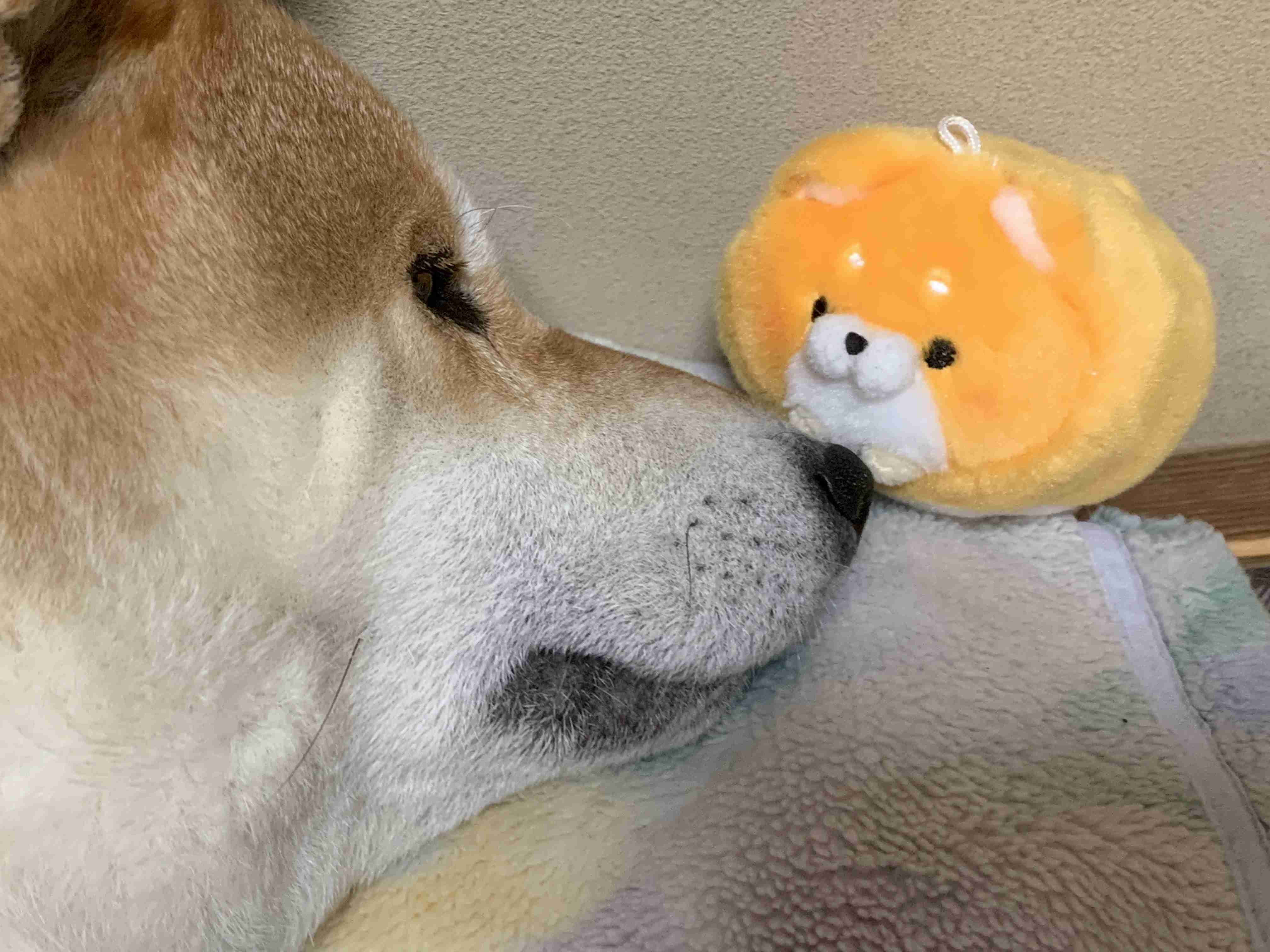 (身バレしない程度に)お宅のわんちゃん見せてください!Part2
