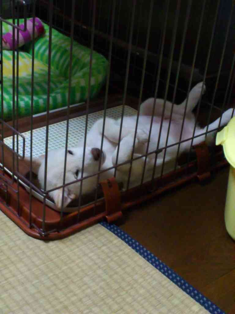 (身バレしない程度に)お宅のわんちゃん見せてください!Part2