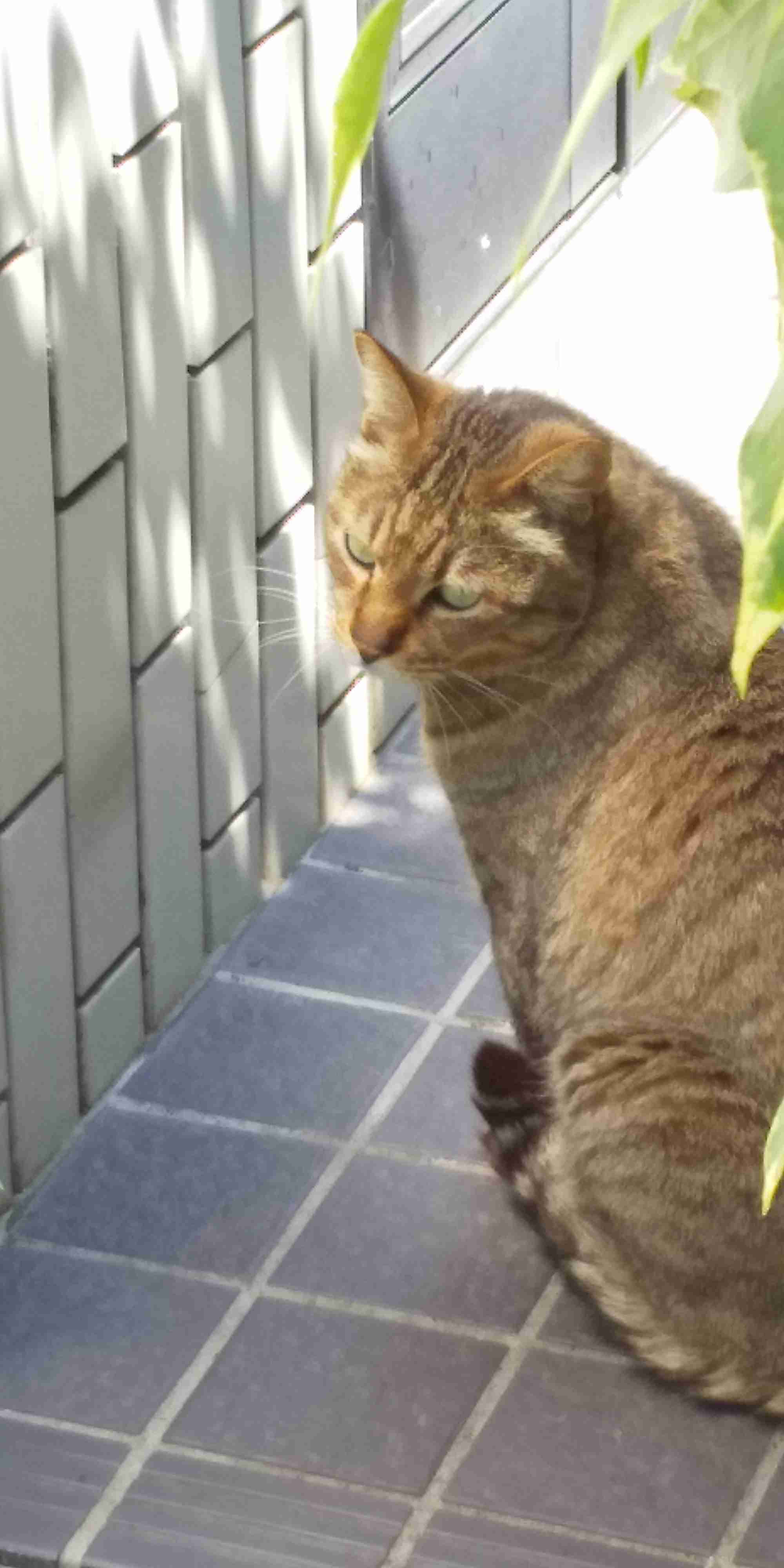 がるちゃん猫カフェ52号店 開店しました♪（初めての方も大歓迎!!）      