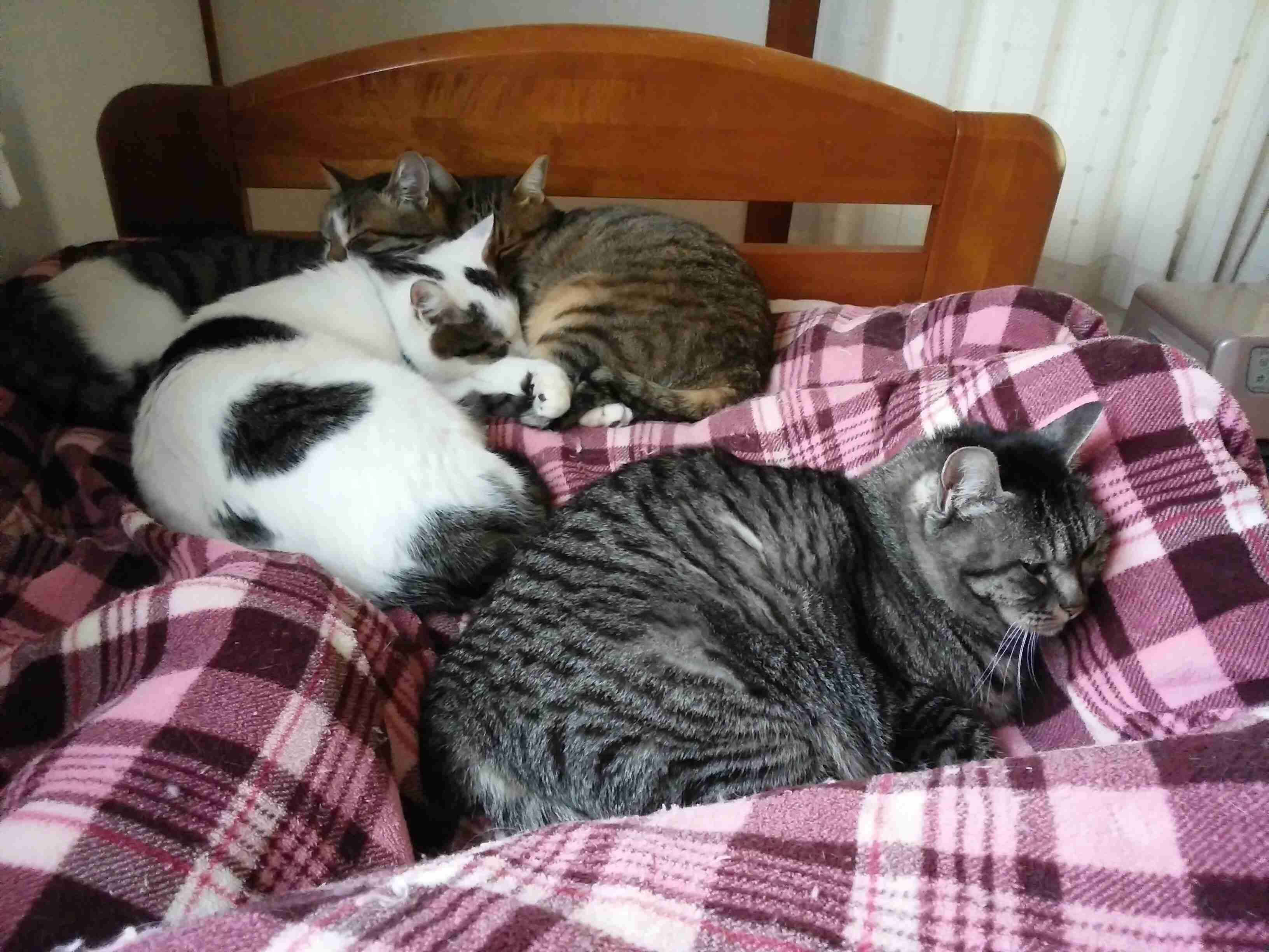 がるちゃん猫カフェ52号店 開店しました♪（初めての方も大歓迎!!）      