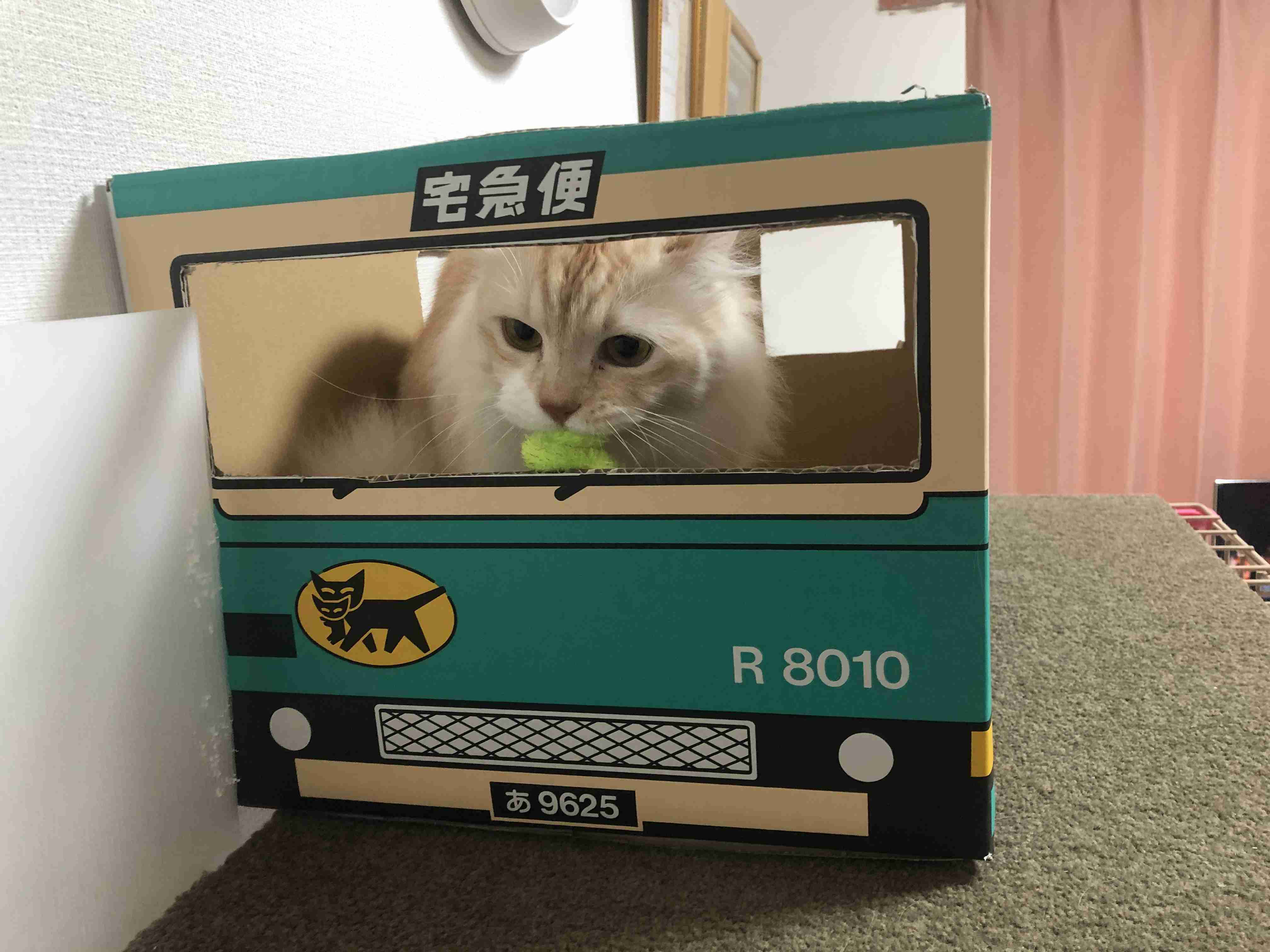 がるちゃん猫カフェ52号店 開店しました♪（初めての方も大歓迎!!）      