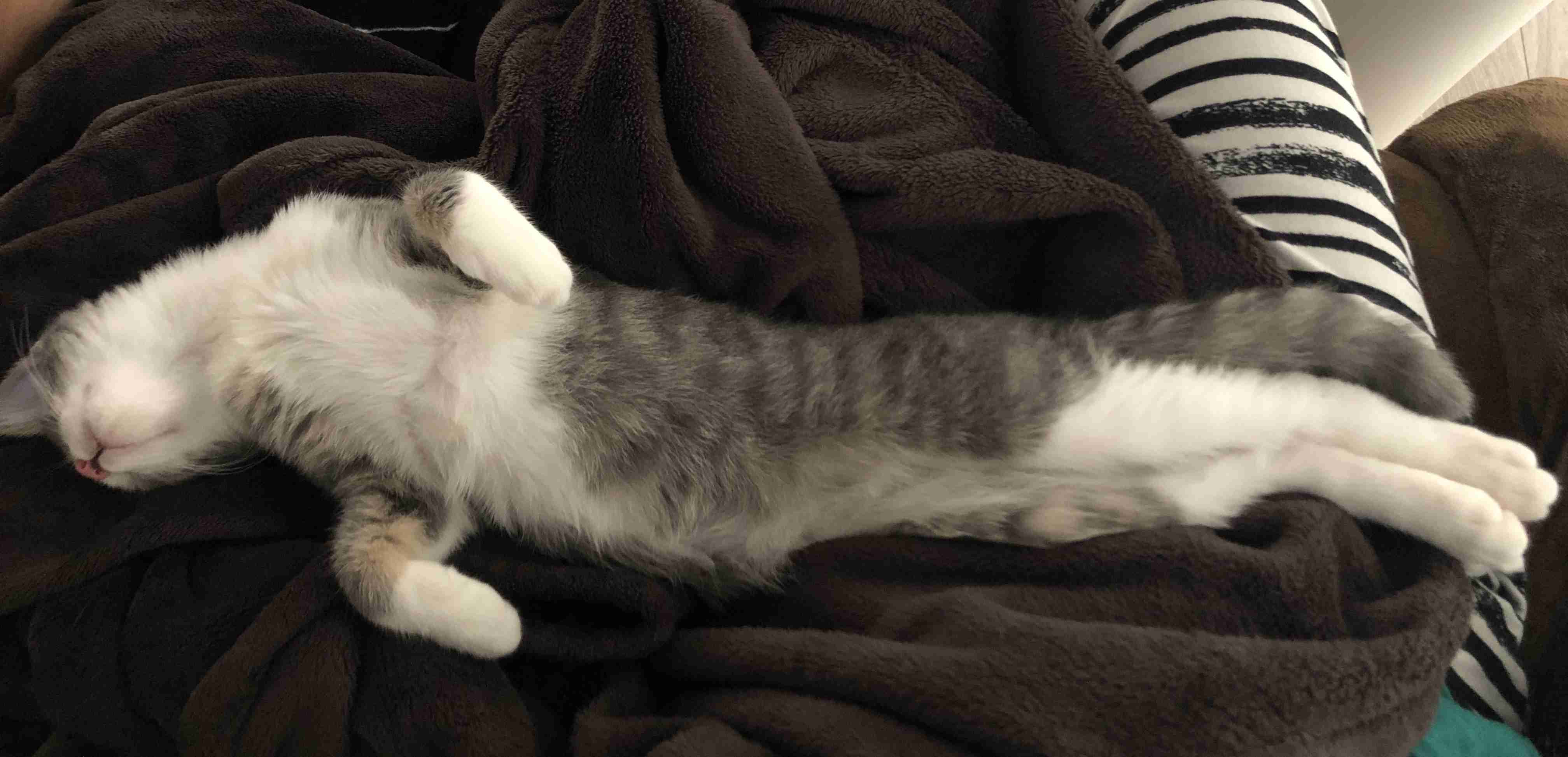 がるちゃん猫カフェ52号店 開店しました♪（初めての方も大歓迎!!）      