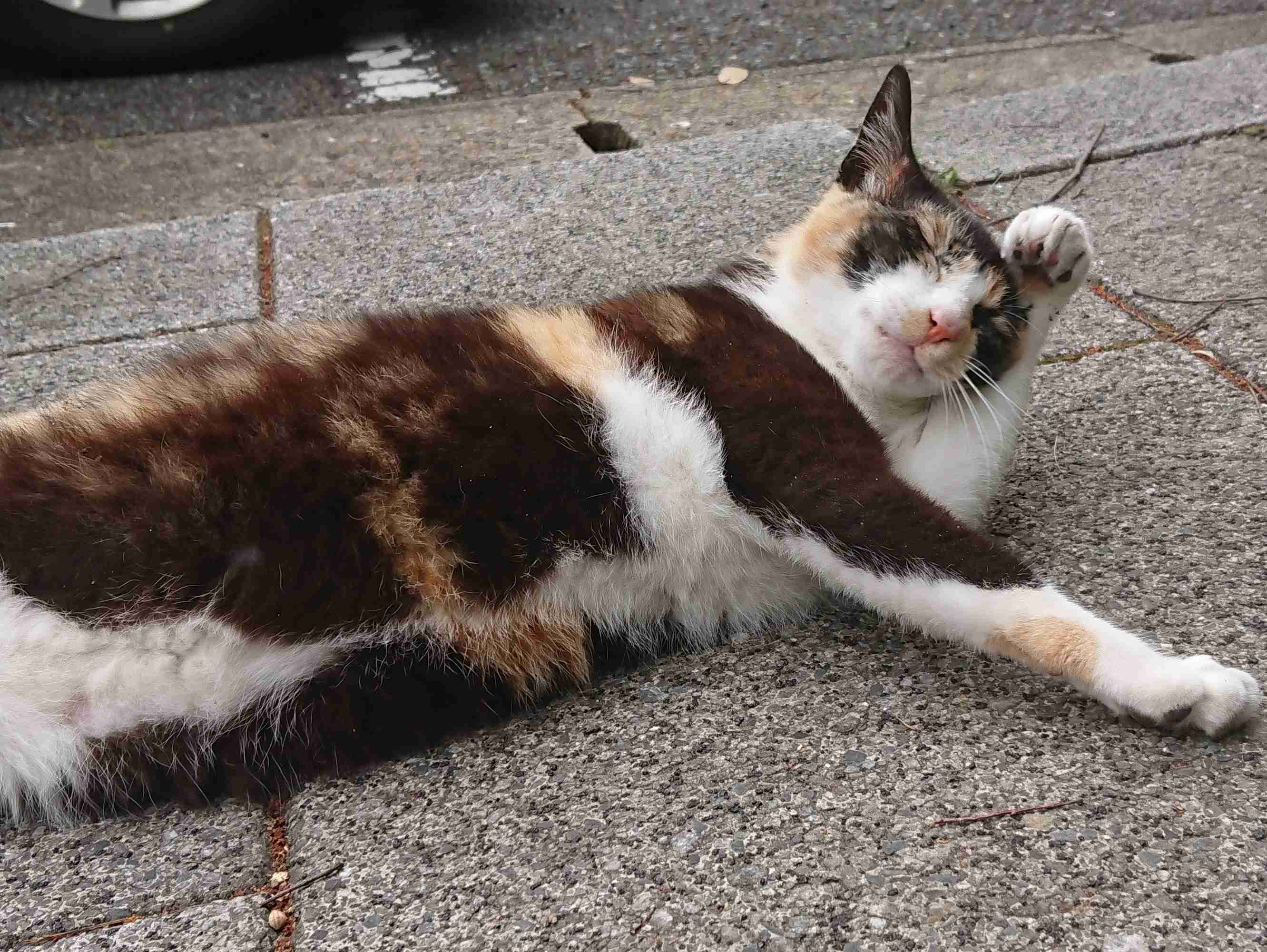 がるちゃん猫カフェ52号店 開店しました♪（初めての方も大歓迎!!）      