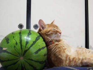 がるちゃん猫カフェ52号店 開店しました♪（初めての方も大歓迎!!）      
