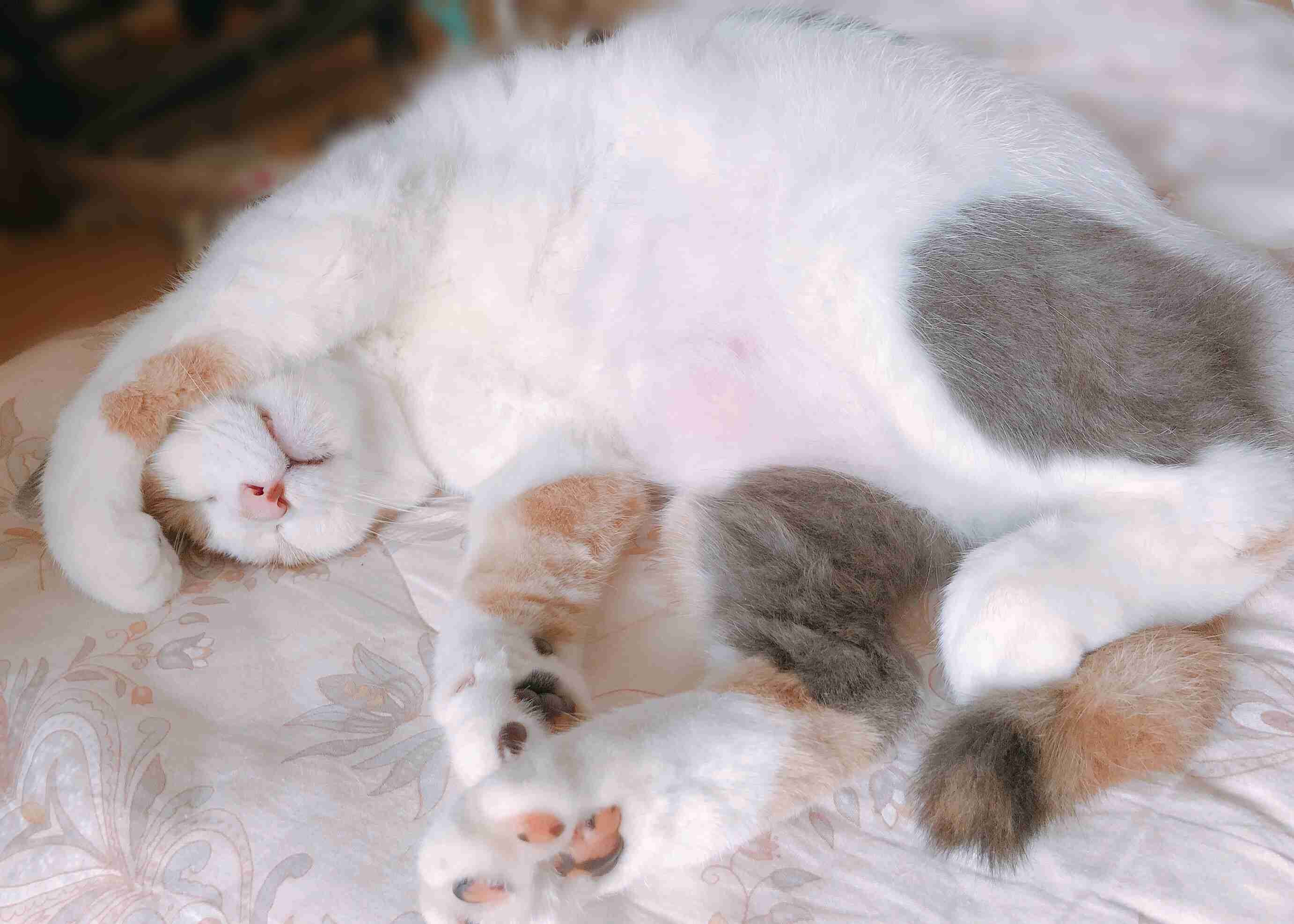 がるちゃん猫カフェ52号店 開店しました♪（初めての方も大歓迎!!）      