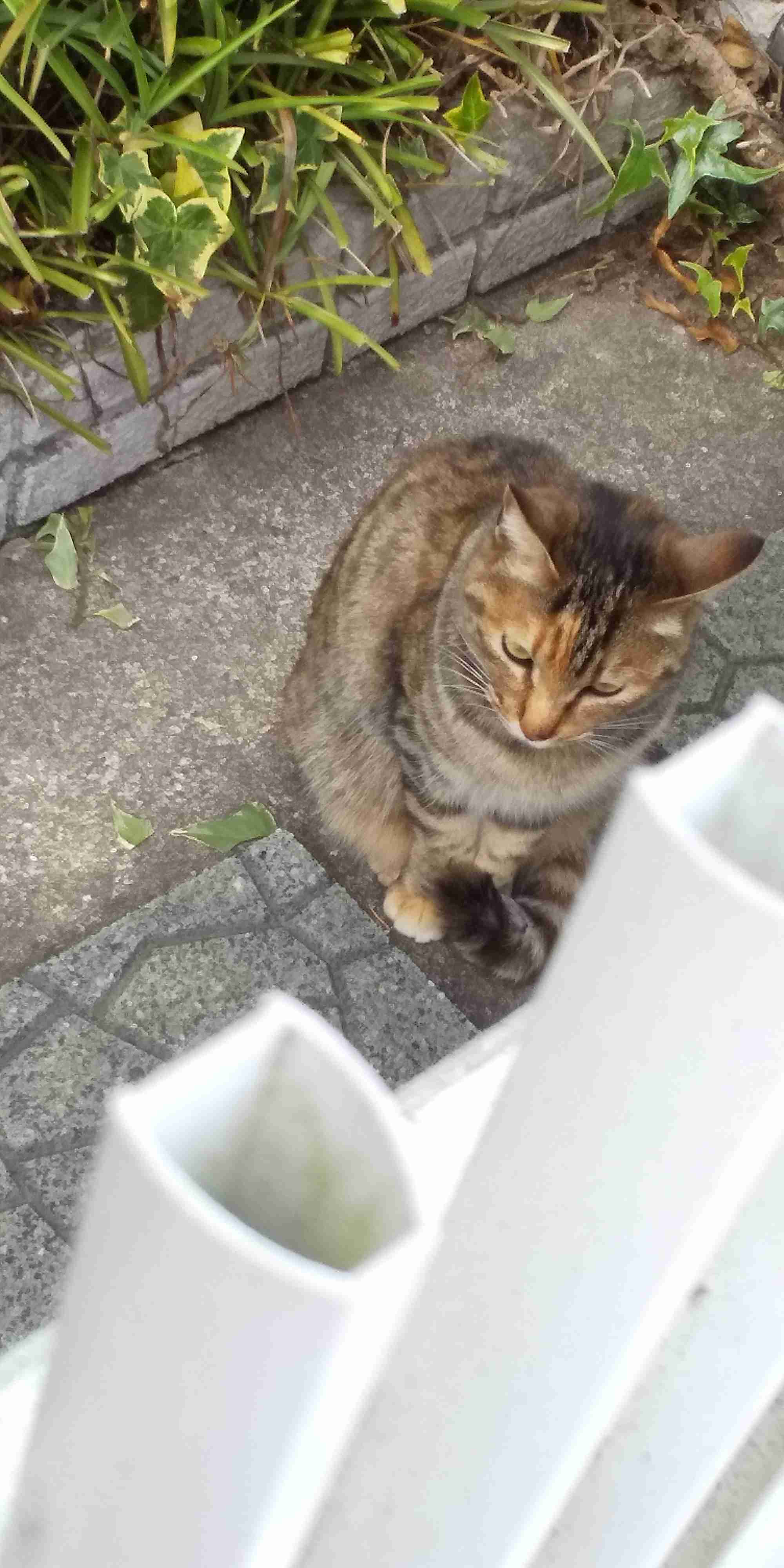 がるちゃん猫カフェ52号店 開店しました♪（初めての方も大歓迎!!）      