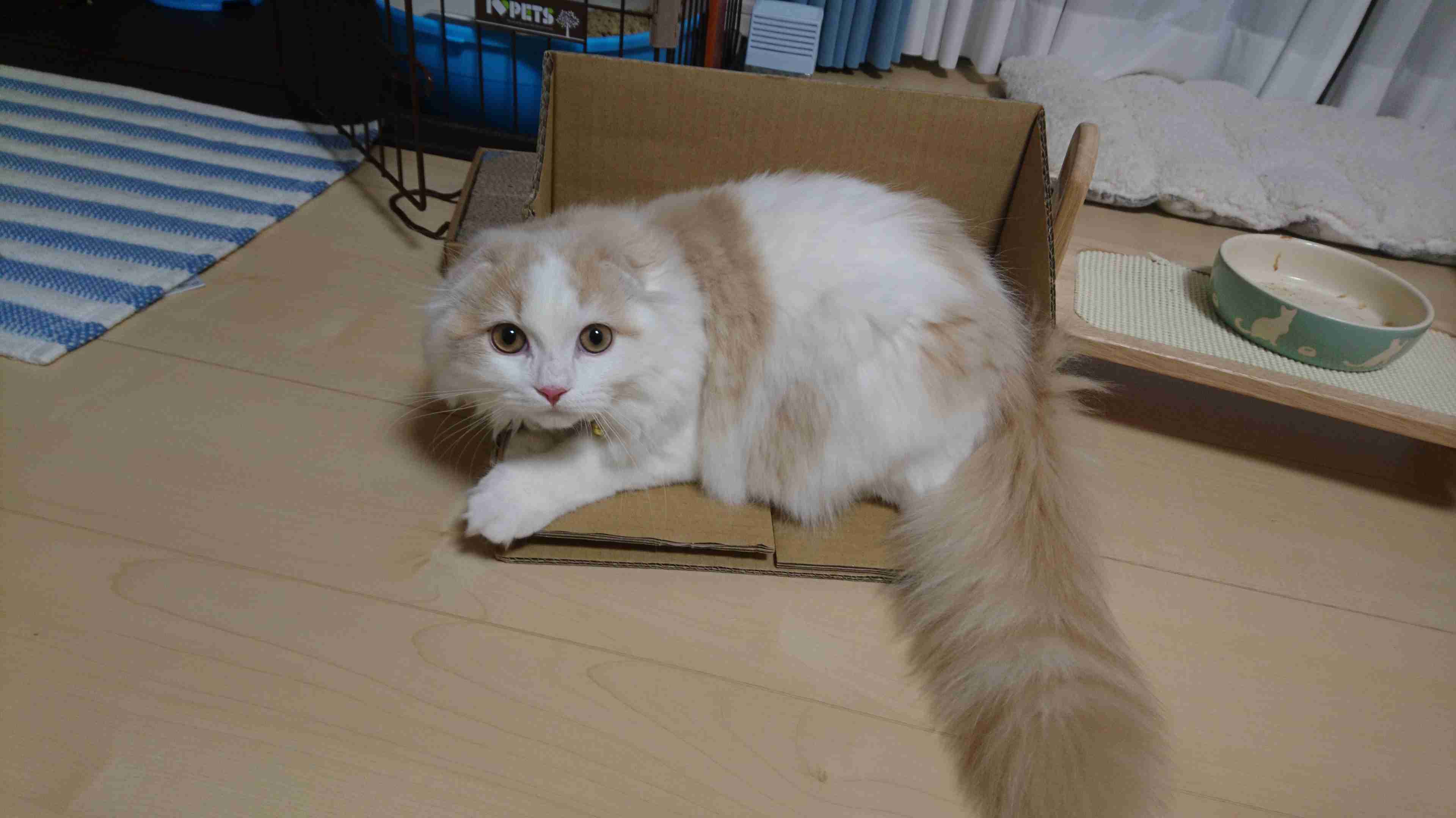 がるちゃん猫カフェ52号店 開店しました♪（初めての方も大歓迎!!）      