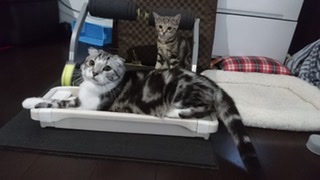 がるちゃん猫カフェ52号店 開店しました♪（初めての方も大歓迎!!）      