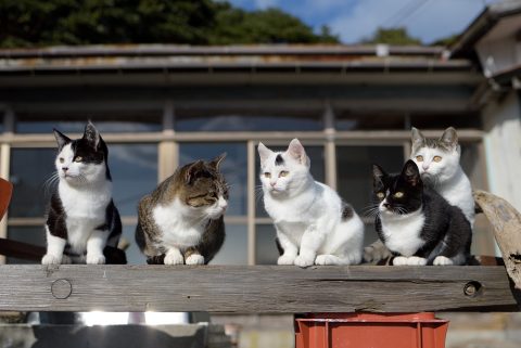 がるちゃん猫カフェ52号店 開店しました♪（初めての方も大歓迎!!）      