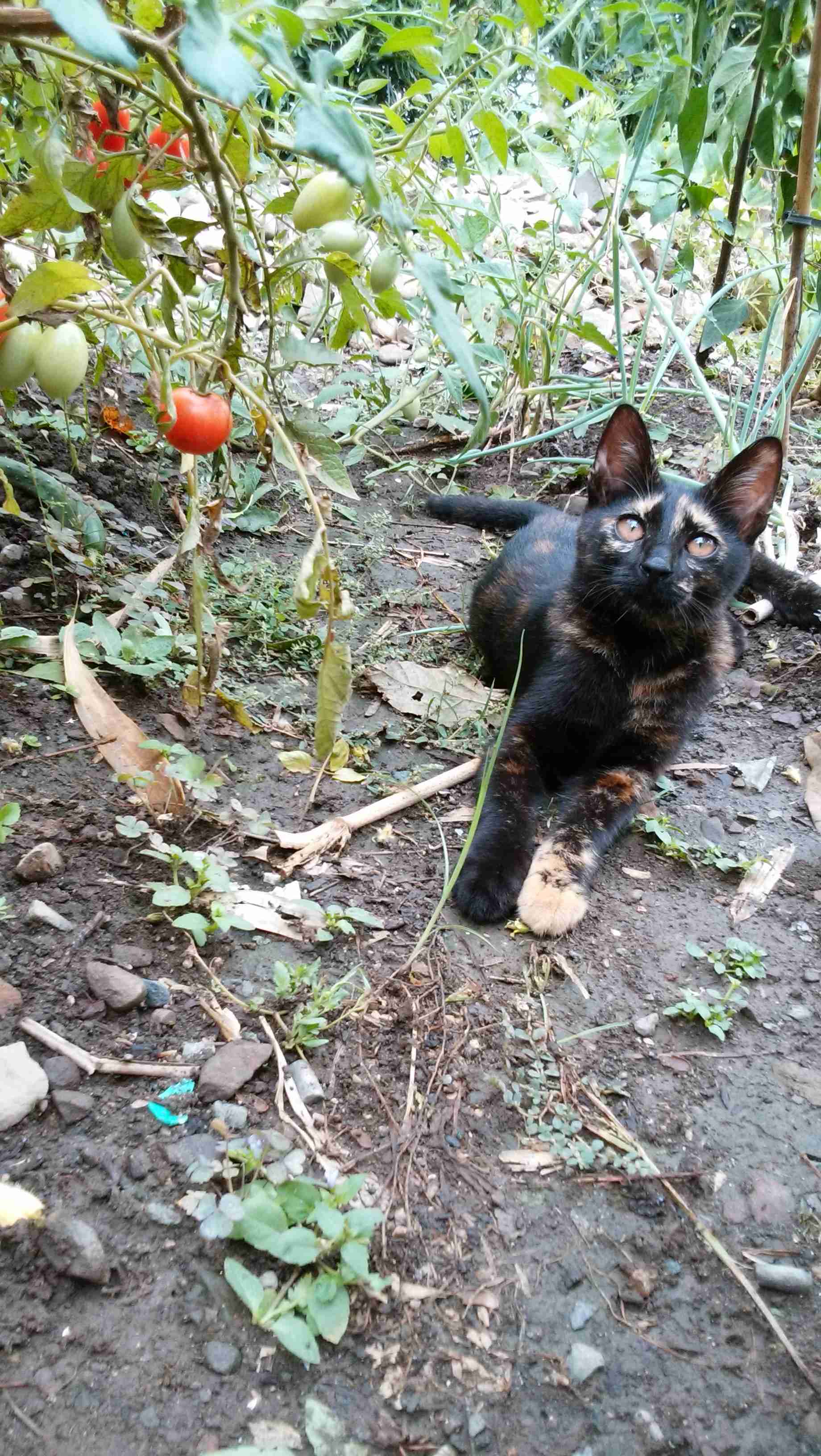 がるちゃん猫カフェ52号店 開店しました♪（初めての方も大歓迎!!）      