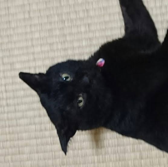 がるちゃん猫カフェ52号店 開店しました♪（初めての方も大歓迎!!）      