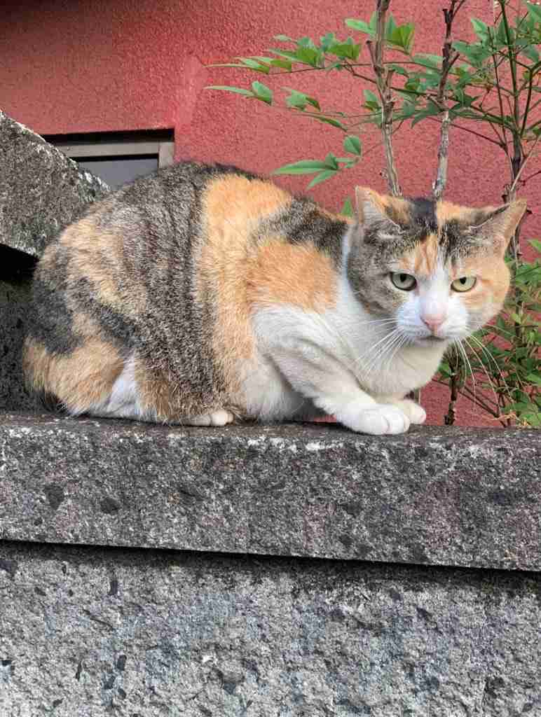 がるちゃん猫カフェ52号店 開店しました♪（初めての方も大歓迎!!）      