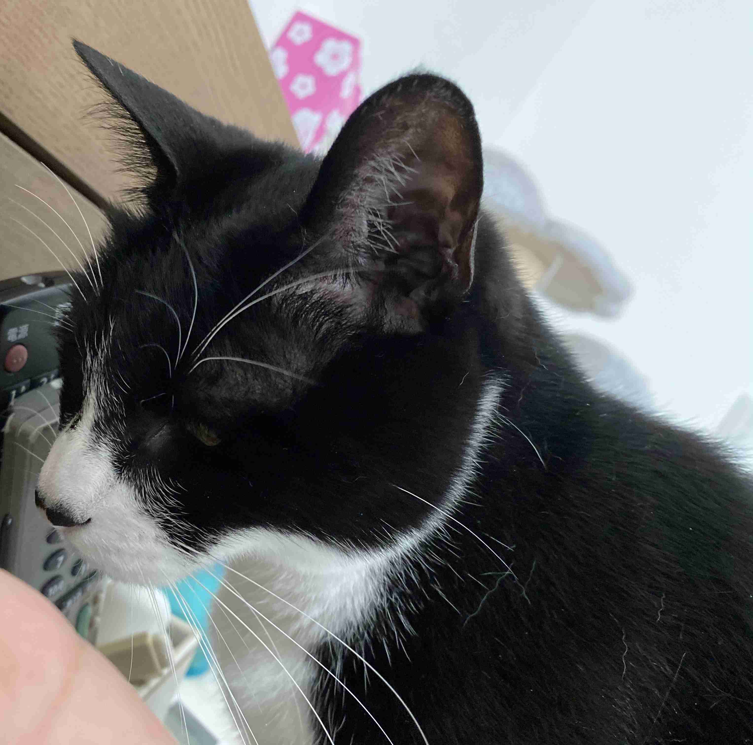がるちゃん猫カフェ52号店 開店しました♪（初めての方も大歓迎!!）      