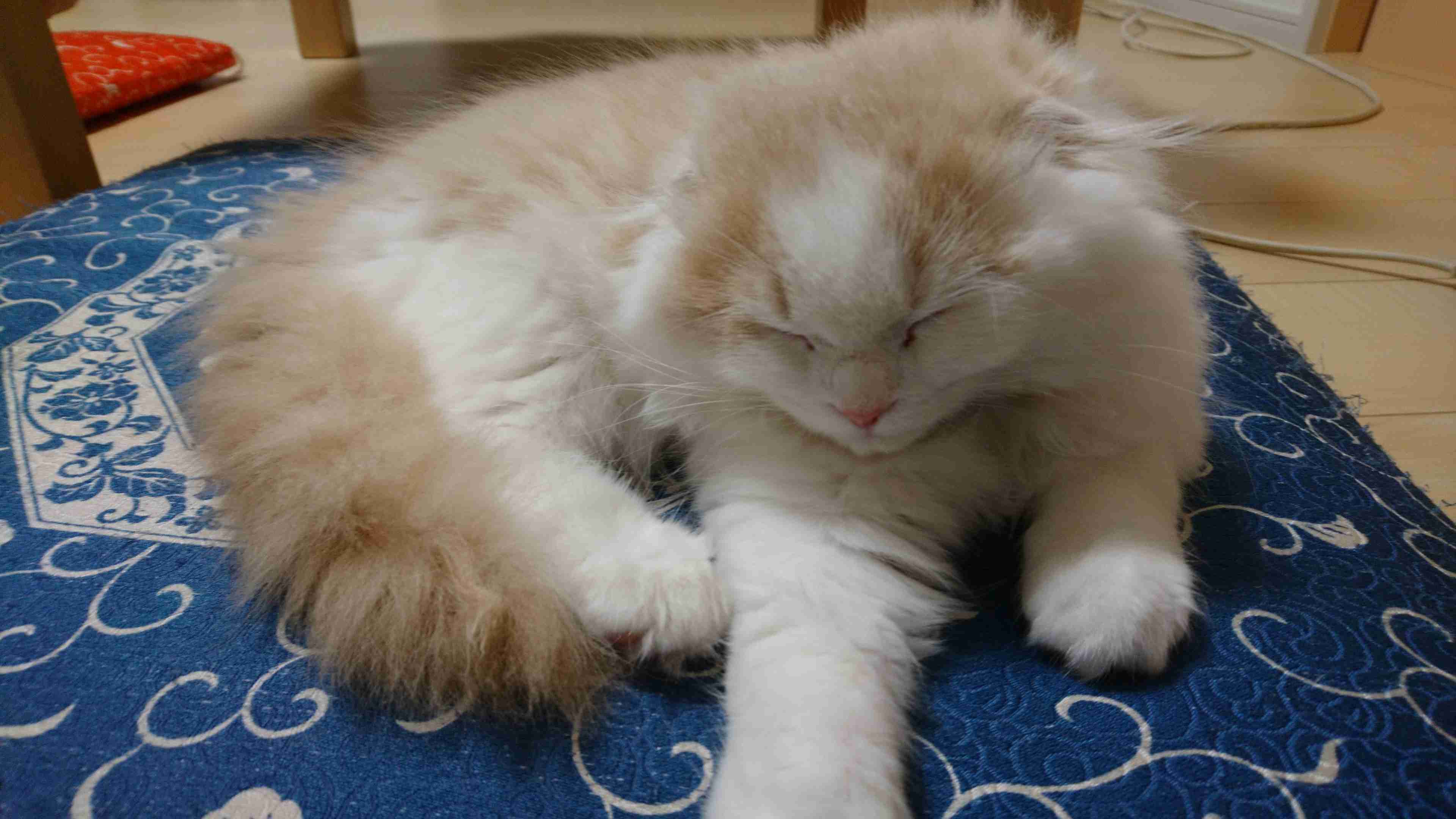がるちゃん猫カフェ52号店 開店しました♪（初めての方も大歓迎!!）      