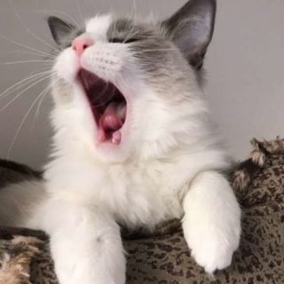 がるちゃん猫カフェ52号店 開店しました♪（初めての方も大歓迎!!）      