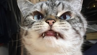 がるちゃん猫カフェ52号店 開店しました♪（初めての方も大歓迎!!）      