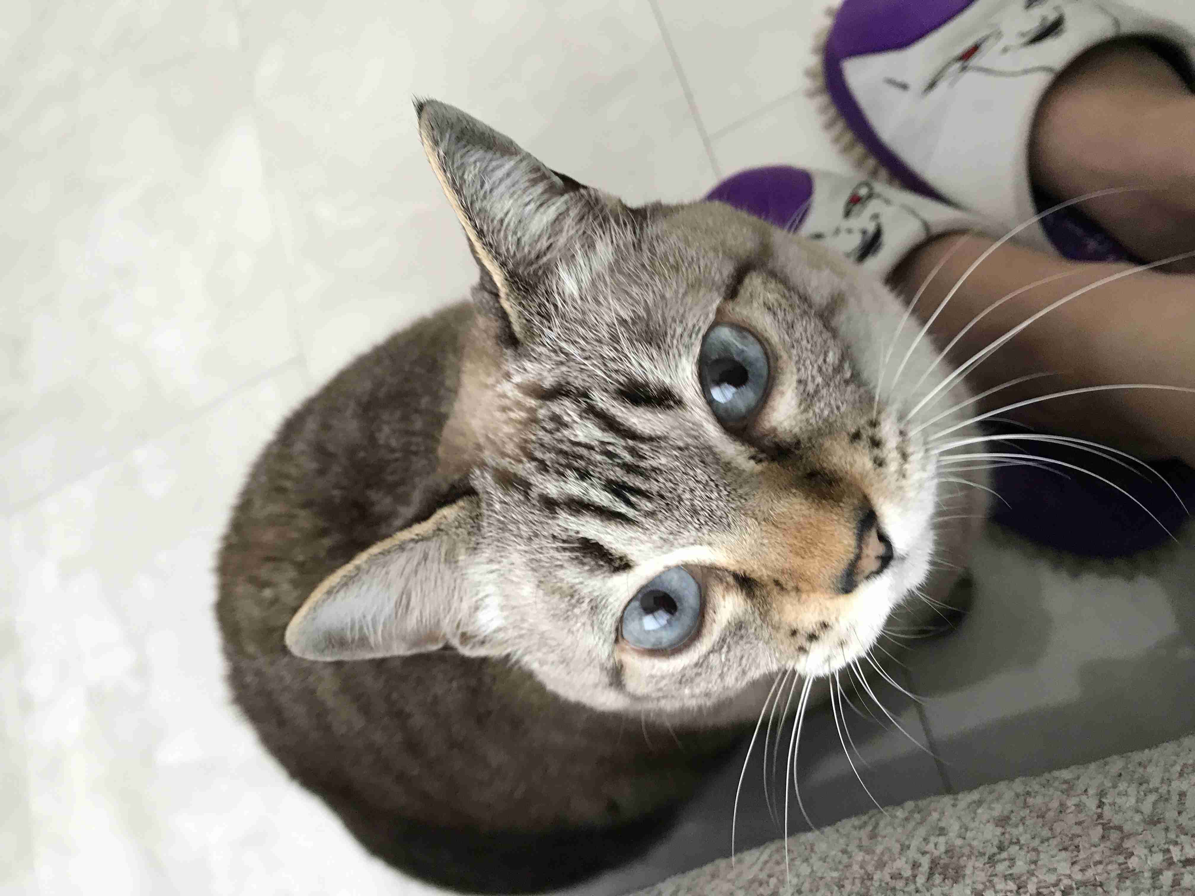 がるちゃん猫カフェ52号店 開店しました♪（初めての方も大歓迎!!）      