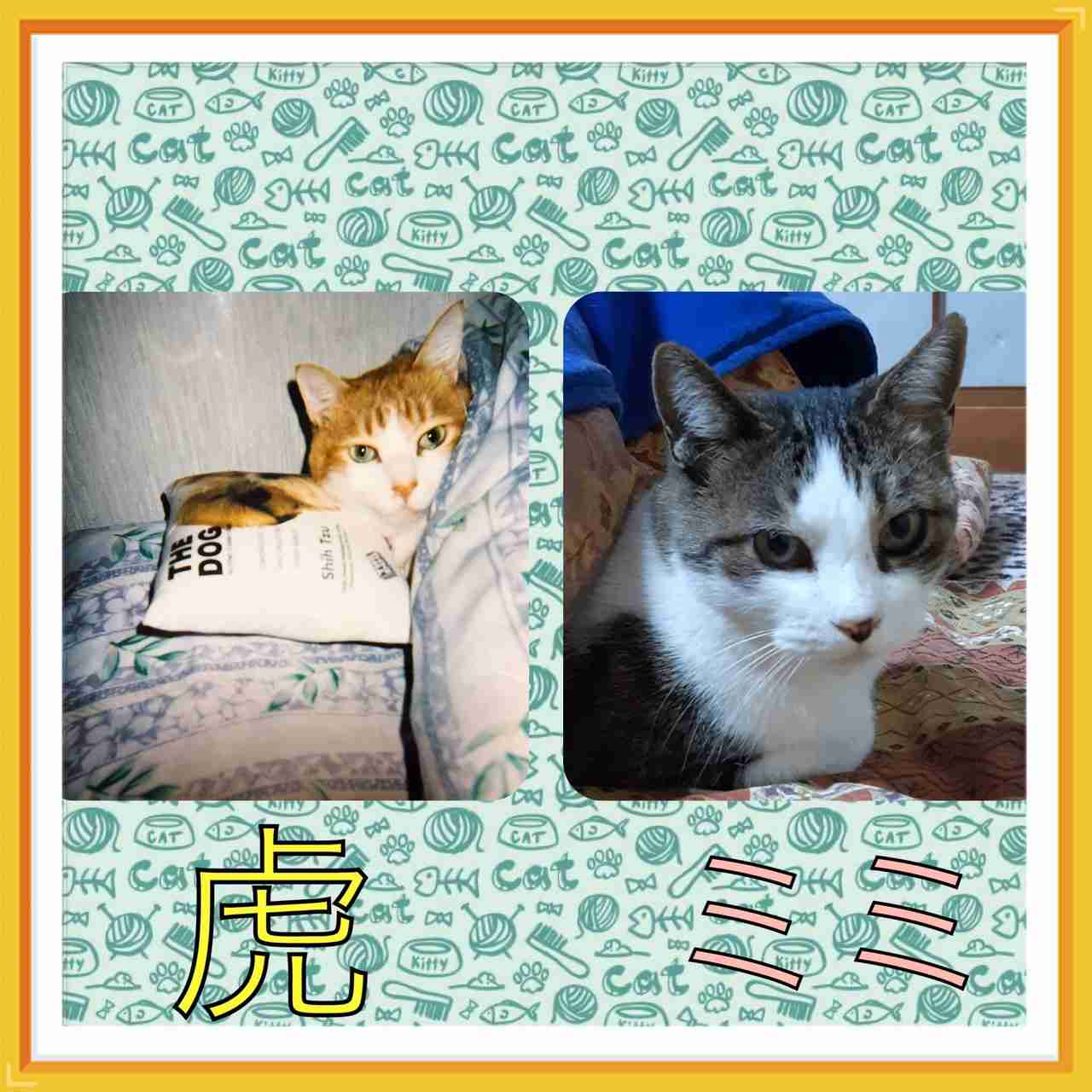 がるちゃん猫カフェ52号店 開店しました♪（初めての方も大歓迎!!）      