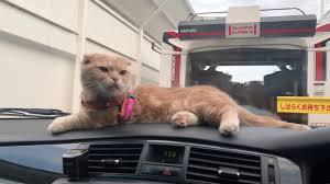 がるちゃん猫カフェ52号店 開店しました♪（初めての方も大歓迎!!）      