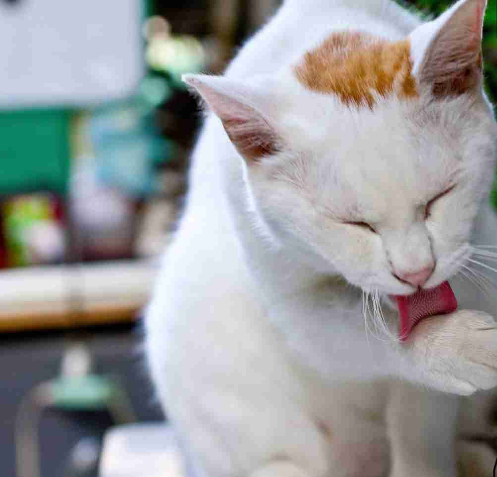 がるちゃん猫カフェ52号店 開店しました♪（初めての方も大歓迎!!）      