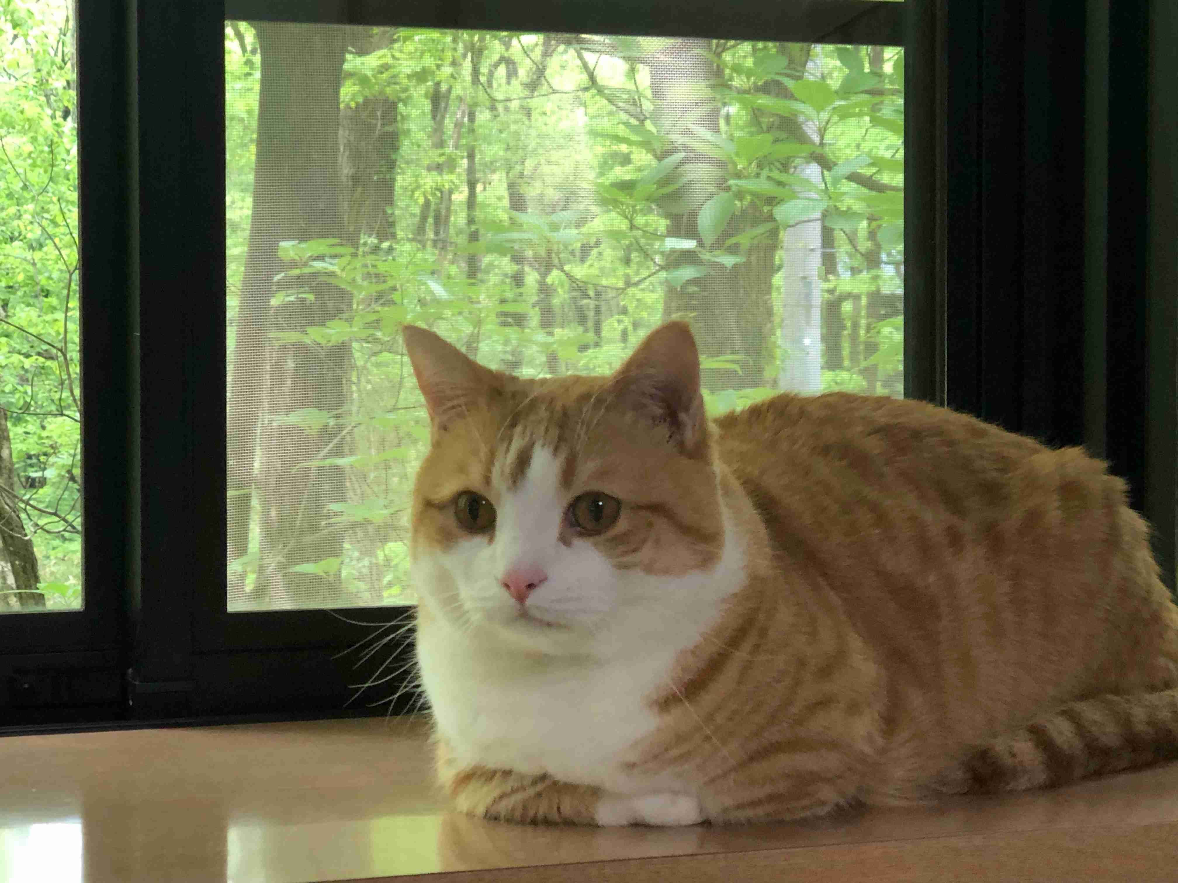 がるちゃん猫カフェ52号店 開店しました♪（初めての方も大歓迎!!）      