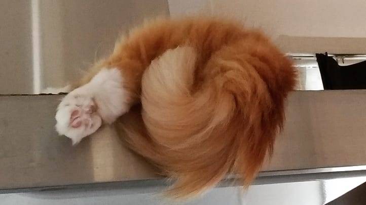 がるちゃん猫カフェ52号店 開店しました♪（初めての方も大歓迎!!）      