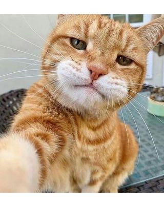 がるちゃん猫カフェ52号店 開店しました♪（初めての方も大歓迎!!）      